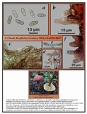Suillus spraguei image