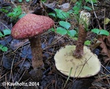 Suillus spraguei image