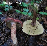 Suillus spraguei image