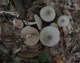 Entoloma sinuatum image