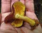 Tricholomopsis rutilans image