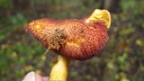 Tricholomopsis rutilans image