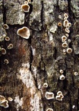 Aleurodiscus oakesii image