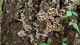 Aleurodiscus oakesii image