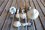 Lepiota clypeolaria image
