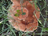 Abortiporus biennis image