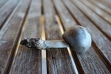 Amanita sect. Vaginatae image
