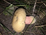 Caloboletus inedulis image