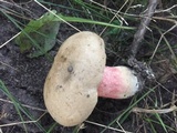 Caloboletus inedulis image