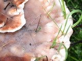 Abortiporus biennis image