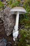 Amanita sect. Vaginatae image