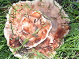 Abortiporus biennis image