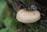 Paxillus involutus image