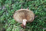 Paxillus involutus image