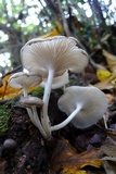 Clitocybula dusenii image