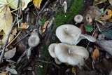 Clitocybula dusenii image