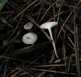 Marasmius calhouniae image