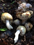 Cortinarius sarcinochrous image