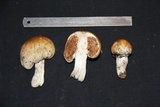 Cortinarius sarcinochrous image