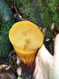 Fistulina hepatica image