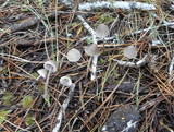 Mycena capillaripes image