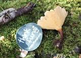 Hygrophoropsis aurantiaca image