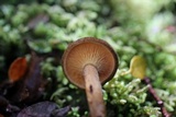 Hygrophoropsis aurantiaca image