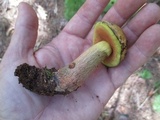 Boletus discolor image
