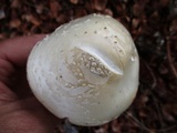 Amanita subcokeri image