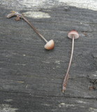 Mycena sanguinolenta image
