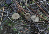 Arrhenia hohensis image