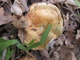 Lactarius rubrilacteus image