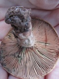 Lactarius rubrilacteus image