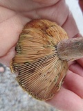Lactarius rubrilacteus image