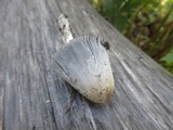 Coprinellus flocculosus image