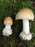 Amanita diemii image