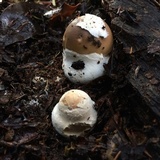 Amanita diemii image