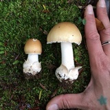 Amanita diemii image