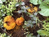 Calvatia rubroflava image