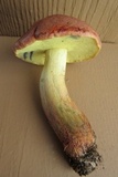 Lanmaoa pseudosensibilis image