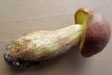 Lanmaoa pseudosensibilis image