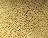 Lanmaoa pseudosensibilis image