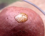 Lanmaoa pseudosensibilis image