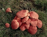 Lanmaoa pseudosensibilis image