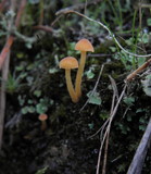 Rickenella fibula image