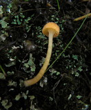 Rickenella fibula image