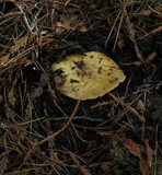 Russula fragrantissima image