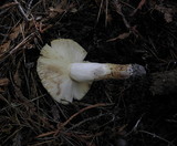 Russula fragrantissima image