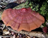 Ganoderma sessile image