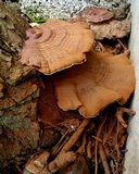 Ganoderma sessile image